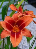 unbekanntorange.webp