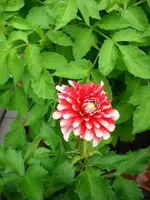 k-DSCI2766.webp