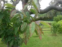 Kirschbaum.webp