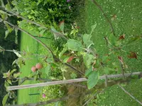 Apfelbaum..webp