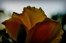 Ameiseamgipfel.webp