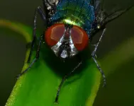 nochnäher.webp