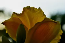 1 (24).webp