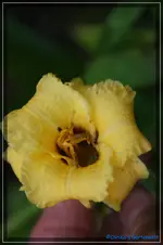 Siloam June Bug.webp