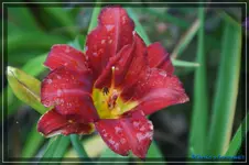 Galena Holiday.webp