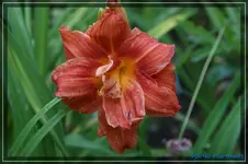 Sachsen Red Double.webp