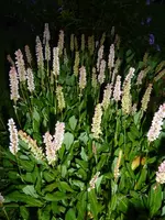 Scheckenknöterich.webp