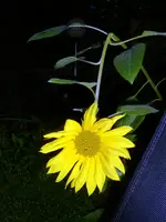 Sonnenblume.webp