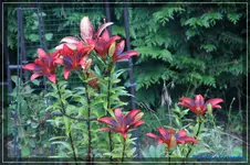 comp_DSC02004.webp
