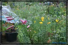 comp_DSC02005.webp