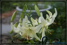 comp_DSC02007.webp