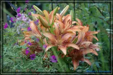 comp_DSC02008.webp