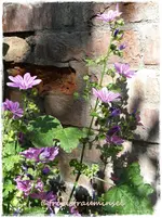 133.webp
