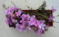 SommerAufräumen (5).webp