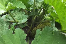 DSCF7309.webp