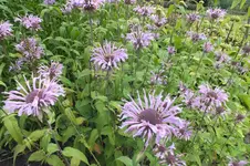 DSCF7310 monarde.webp