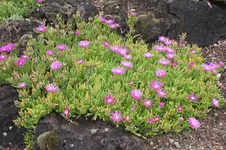 DSCF7311.webp
