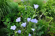 2014_0628sommer0050 glockenbl.webp