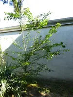 P1100911_Ulme01.webp