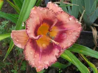 anja 1_1024x768.webp
