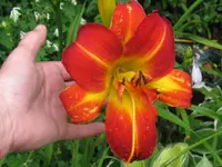 miracle_1024x768.webp