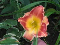 peggy bass_1024x768.webp