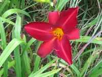 ruby wine1_1024x768.webp