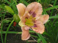 topaz gem_1024x768.webp