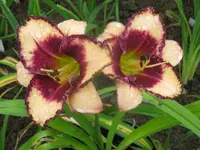 maureen faber2_1024x768.webp
