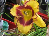 stengel_1024x768.webp