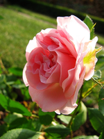 Rosenprofessor_32.webp
