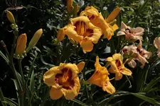 TL 140714.webp