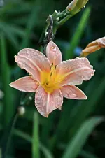 DSC_2089.webp