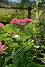 DSC_2071.webp