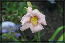 Albert 249-.webp
