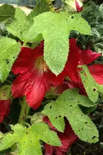 Stockrose.webp