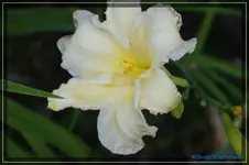 Big Smile-.webp