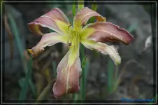 White House Lady x Fly Catcher.webp