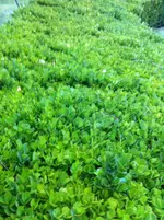 Buchs dicht small.webp