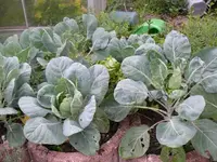 Rosenkohl.webp