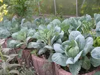 Rosenkohl1.webp
