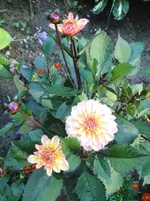 image.webp