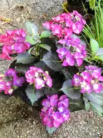 image.webp