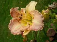 k-DSCI2786.webp