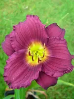 k-DSCI2787.webp