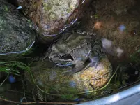 1.1.1.3.2.Abraxas.webp 1.1.1.3.2.Abraxas.webp