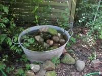 1.1.1.3.1. mein Miniteich.webp 1.1.1.3.1. mein Miniteich.webp