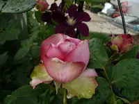 Rosenknospe3.jpg
