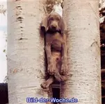 big_1147822456_dogtree.webp