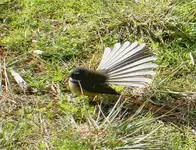 Fantail (1).webp